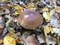 Ízletes vargánya (Boletus edulis), Somogy